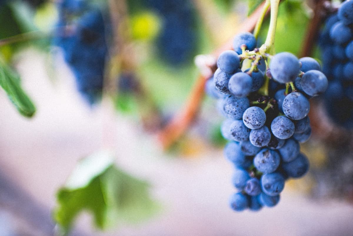 Nebbiolo: Caratteristiche Vino, Vitigno e Abbinamenti