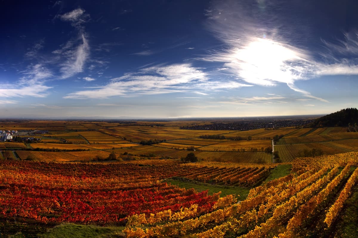 Vendemmia, precoce o tardiva?