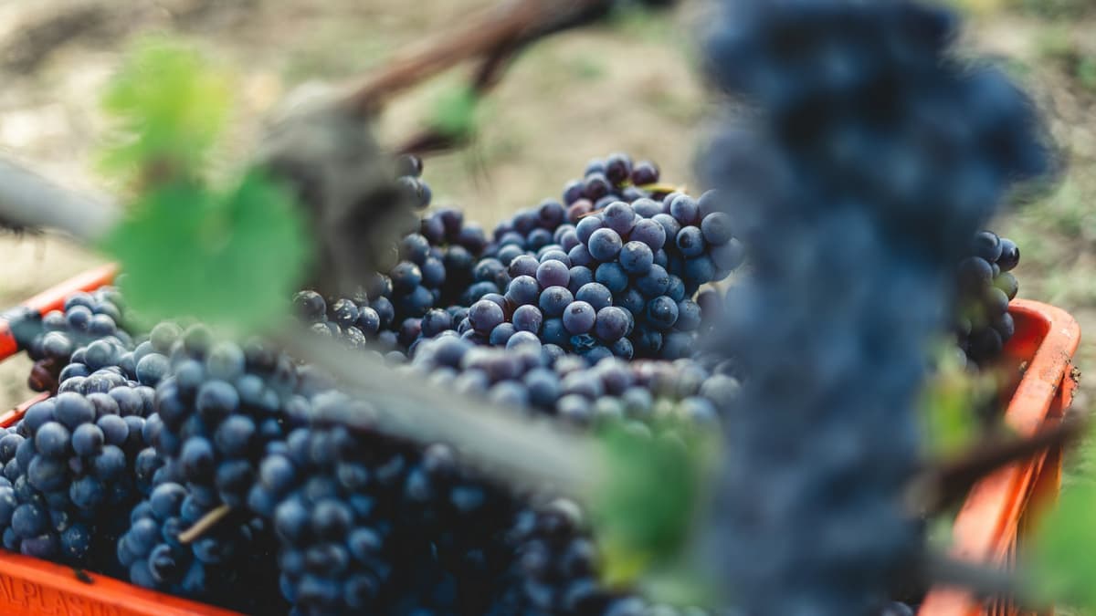 Le Langhe di Barolo e Barbaresco, il futuro sarà sostenibile?
