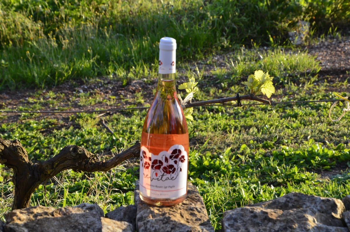 Primitivo Rosato IGP Puglia 2024