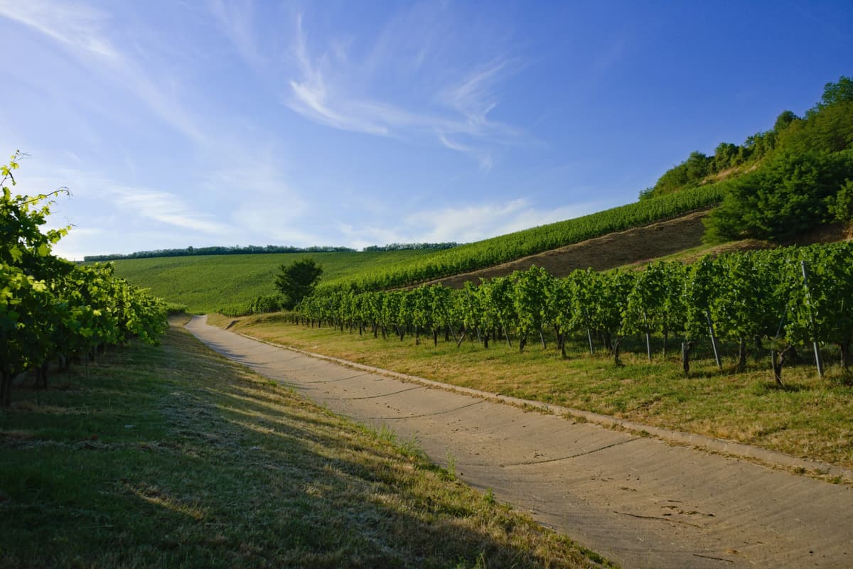 Vitigni autoctoni laziali, conferme e riscoperte