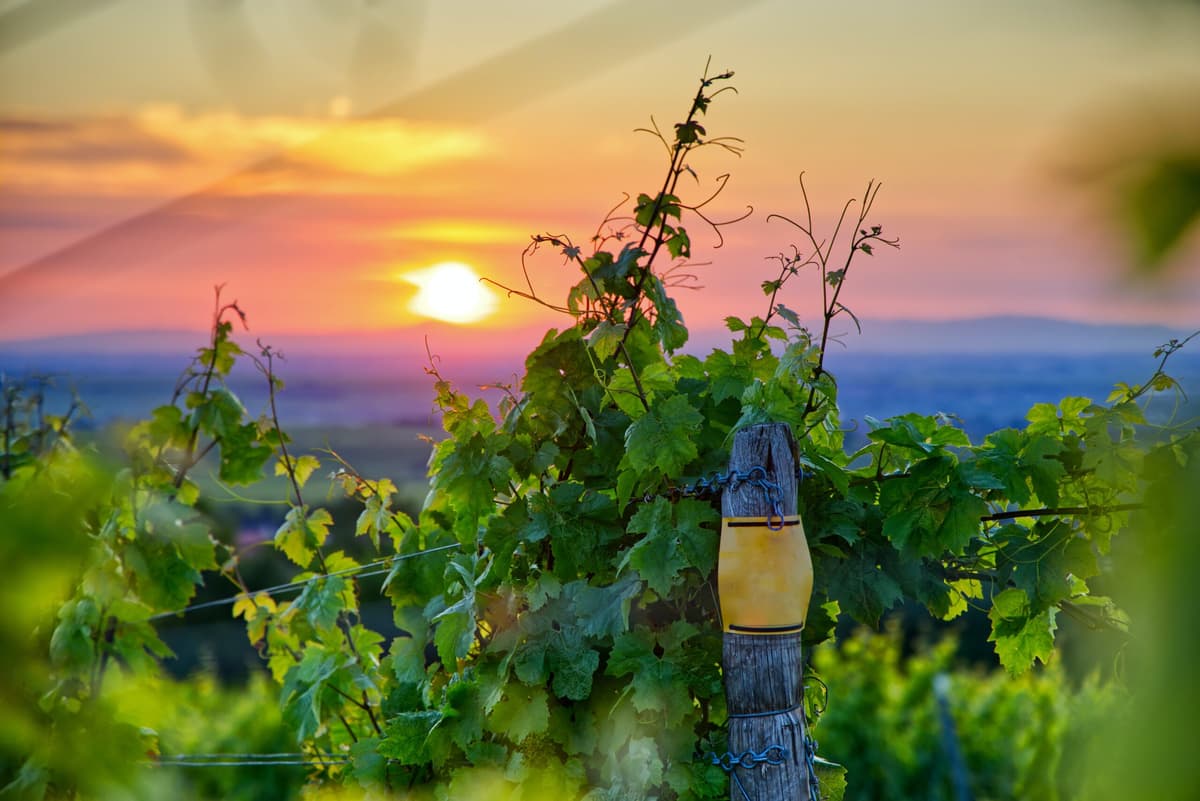 Piede franco o piede americano. Parliamone!