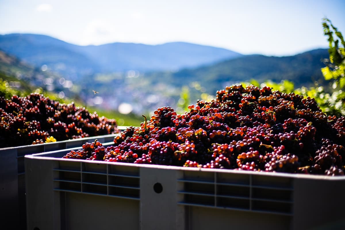 Due passi tra storia e vitigni della Valpolicella
