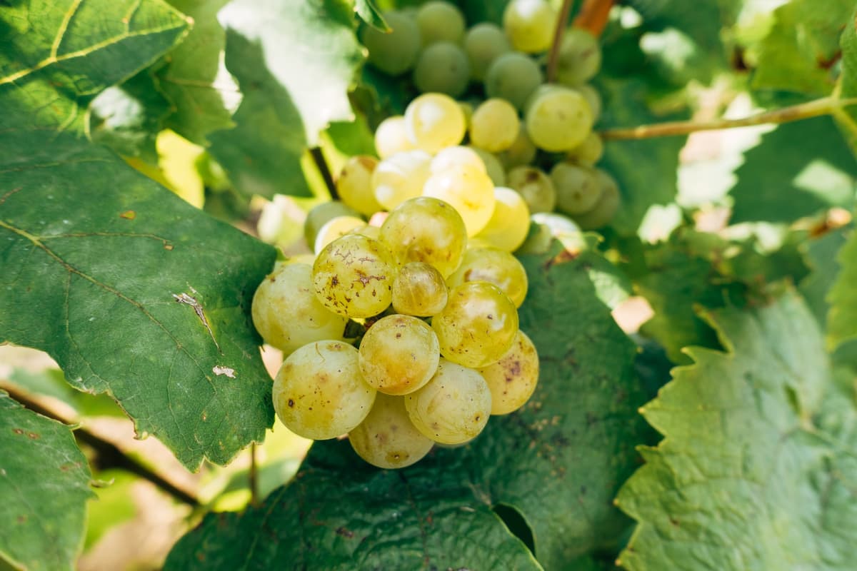 Differenze: vermentino di Sardegna e vermentino di Gallura