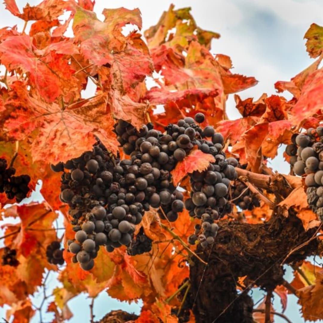 Pit stop culturale: Montefalco Sagrantino DOCG